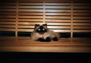 Tootsie on our wooden porch swing, where she loved sitting and listening to the birds. - Summer'96