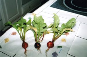 Mom observation: Sometimes we tell ourselves we don't spend enough time together as a family doing the things that really interest the children... Well here is proof. Andy was determined to have a garden in the summer of 2005. We loved the idea, but when your main garden hand has allergies to most of the outdoors, it's a challenge. Here are radishes we grew in the garden...proof, we took the time and loved it.